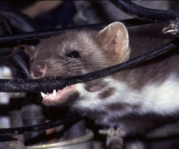 abd nissan marterverjager